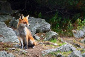Investigado un vecino de San Leonardo por capturar un zorro con lazo Investigado un vecino de San Leonardo por capturar un zorro con lazo