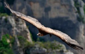 La población de buitre leonado crece en la Comunidad La población de buitre leonado crece en la Comunidad