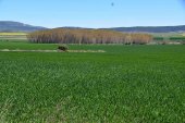 Jornada sobre agricultura, ganadería y caza, en el CIEDA-CIEMAT Jornada sobre agricultura, ganadería y caza, en el CIEDA-CIEMAT