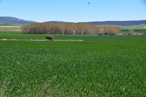 Jornada sobre agricultura, ganadería y caza, en el CIEDA-CIEMAT Jornada sobre agricultura, ganadería y caza, en el CIEDA-CIEMAT