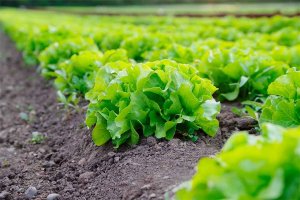 Agricultura ecológica: 50.500 hectáreas y mil operadores Agricultura ecológica: 50.500 hectáreas y mil operadores