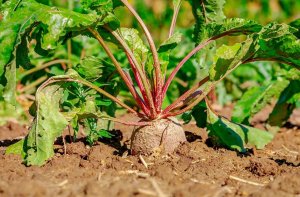 La Junta duplica apoyo para suscripción de seguros agrarios La Junta duplica apoyo para suscripción de seguros agrarios