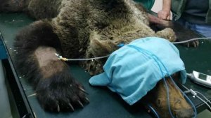 Muere el oso pardo hallado en municipio leonés Muere el oso pardo hallado en municipio leonés