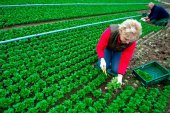 La Junta apuesta por impulsar el cooperativismo agroalimentario La Junta apuesta por impulsar el cooperativismo agroalimentario