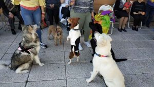 Convivencia de Soria Perruna con la asociación Alzheimer en Ólvega Convivencia de Soria Perruna con la asociación Alzheimer en Ólvega