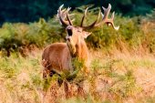 CIEDA-CIEMAT: Jornada sobre agricultura, ganadería y caza CIEDA-CIEMAT: Jornada sobre agricultura, ganadería y caza