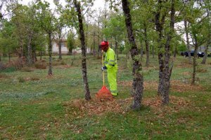 Las brigadas forestales inician sus trabajos de limpieza Las brigadas forestales inician sus trabajos de limpieza
