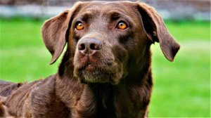Segunda prueba de la Liga Nacional de Perros Detectores Segunda prueba de la Liga Nacional de Perros Detectores