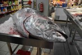 El arte del ronqueo, en Soria El arte del ronqueo, en Soria