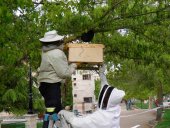 Retirado un enjambre de abejas del parque de Santa Clara Retirado un enjambre de abejas del parque de Santa Clara