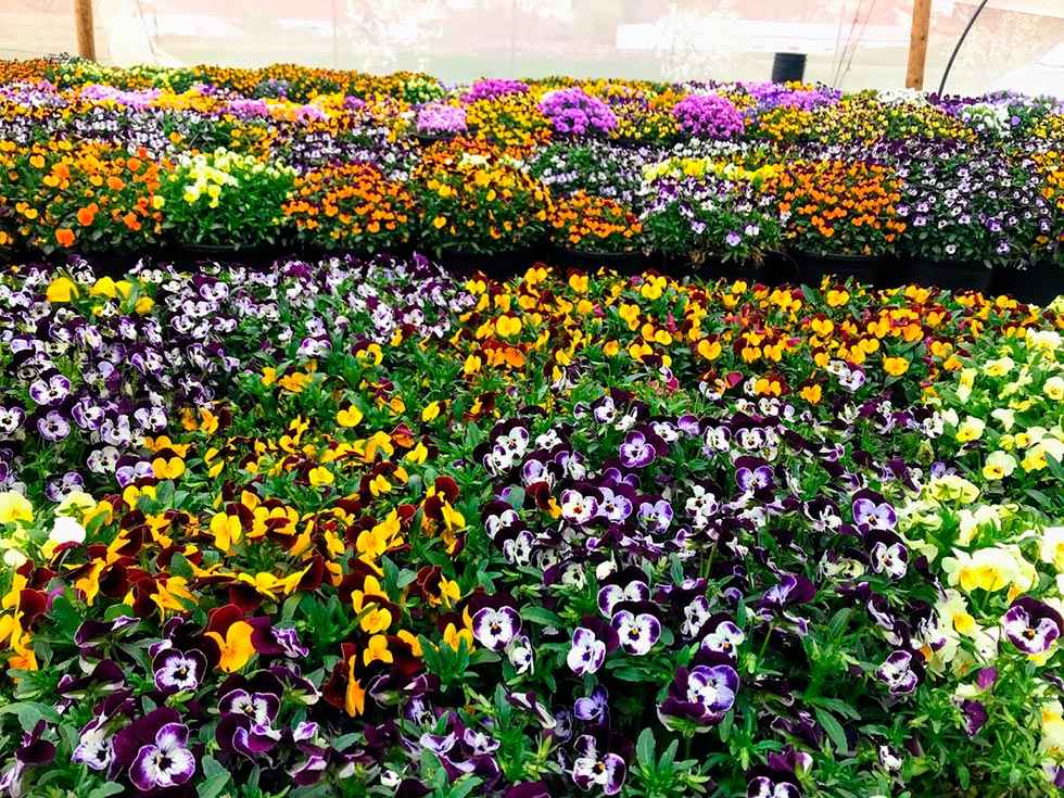 Soria Futuro respalda expansión de Innoflower en Borobia Soria Futuro respalda expansión de Innoflower en Borobia