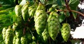 Ayudas para garantizar el cultivo de lúpulo Ayudas para garantizar el cultivo de lúpulo