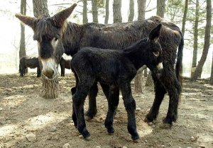 La Junta destina 120.000 euros a impulsar las razas autóctonas La Junta destina 120.000 euros a impulsar las razas autóctonas