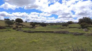 Fallece un hombre, corneado por una vaca en Salamanca Fallece un hombre, corneado por una vaca en Salamanca