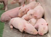 Máxima calificación para ICPOR en certificado "Bienestar animal y bioseguridad" Máxima calificación para ICPOR en certificado "Bienestar animal y bioseguridad"