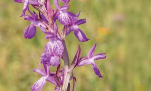 Exposición sobre las Orquídeas Silvestres de Tiermes Exposición sobre las Orquídeas Silvestres de Tiermes