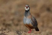 Malestar entre los cazadores por la falta de información sobre media veda Malestar entre los cazadores por la falta de información sobre media veda