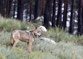 El TSJCyL anula resolución sobre plan cinegético del lobo El TSJCyL anula resolución sobre plan cinegético del lobo