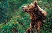 Proyecto de radiomarcaje del oso pardo Proyecto de radiomarcaje del oso pardo