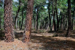 Almazán licita los aprovechamientos de madera para 2020 Almazán licita los aprovechamientos de madera para 2020