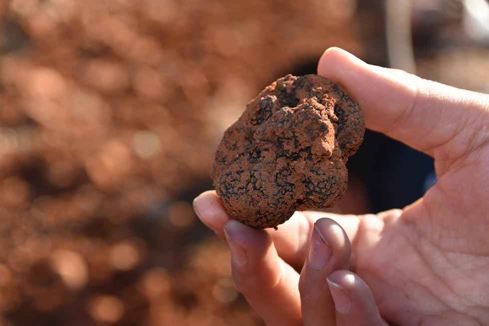 La trufa negra: un cultivo alternativo que puede ser rentable La trufa negra: un cultivo alternativo que puede ser rentable