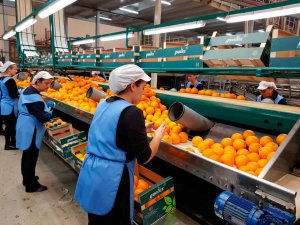 Nuevas ayudas para promover el cooperativismo agroalimentario Nuevas ayudas para promover el cooperativismo agroalimentario