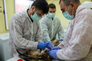 Voluntariado en el Centro de Recuperación de Animales Silvestres Voluntariado en el Centro de Recuperación de Animales Silvestres