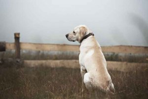 La mayoría de perros abandonados no llevan microchip La mayoría de perros abandonados no llevan microchip