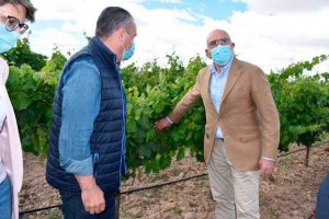 Más dinero regional para la cosecha en verde de viñedos Más dinero regional para la cosecha en verde de viñedos