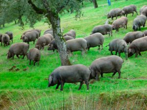 Ayudas estatales para los productores de porcino ibérico Ayudas estatales para los productores de porcino ibérico