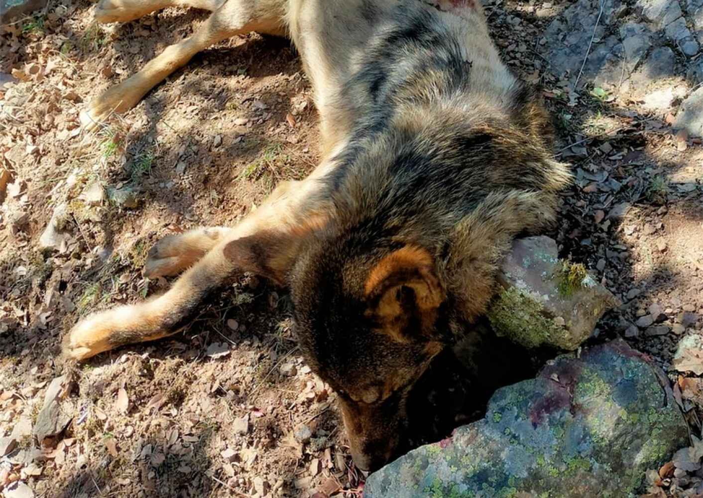Encontrado lobo muerto en Montenegro de Cameros