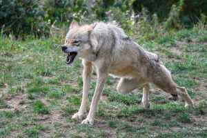 Criticas por sumarse a movimientos europeos a favor del lobo