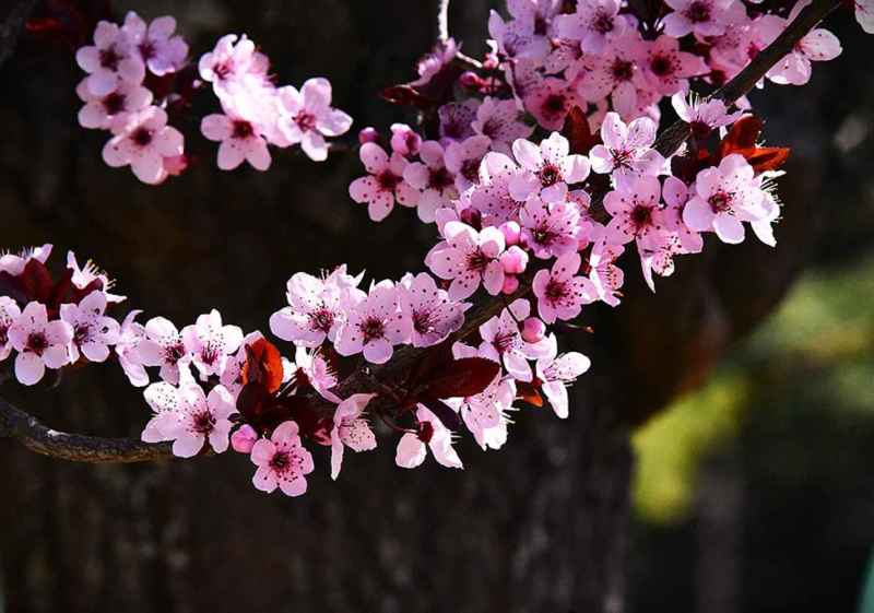 Y la primavera llena a Soria de color