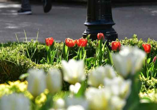 Tulipanes en la Dehesa de Soria, en el Día Mundial del Parkinson