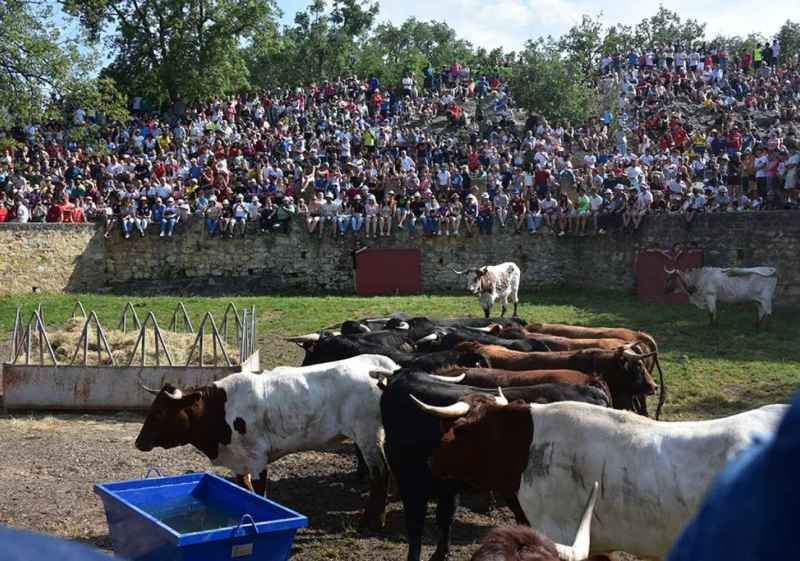 Los novillos del Jueves La Saca llegan a corrales de Cañada Honda, en Valonsadero