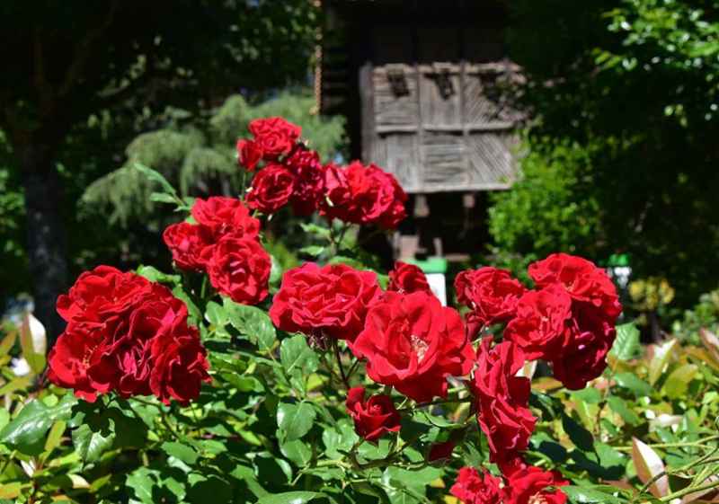 Las rosas ponen el color en la Dehesa de Soria