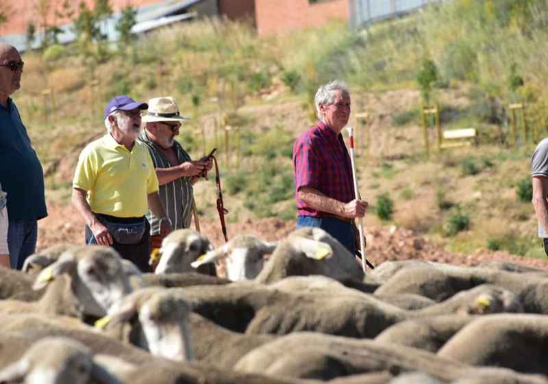 Los últimos trashumantes de Tierras Altas llegan a estación de 