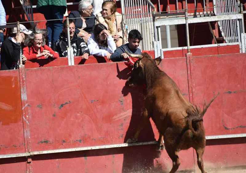 Suelta de vaquillas en las fiestas de San Miguel, en Ágreda